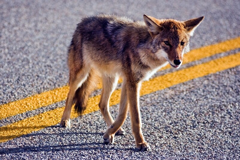Coyote 3.jpg