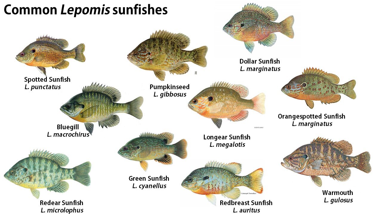 Types of Sunfish.jpg