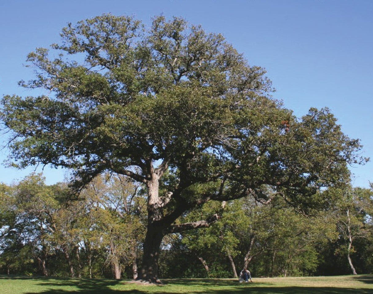 Bigelow or Shin Oak