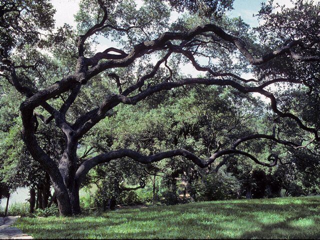 Escarpment Live Oak