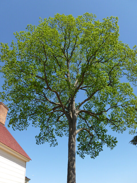 Pecan