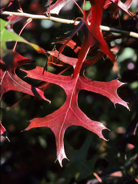 Texas Red Oak