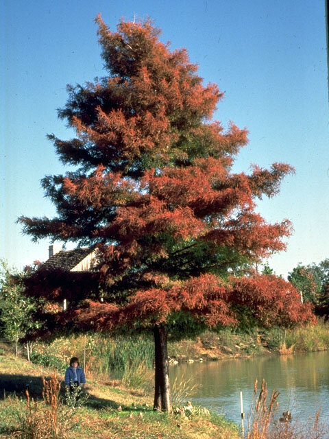 Bald Cypress