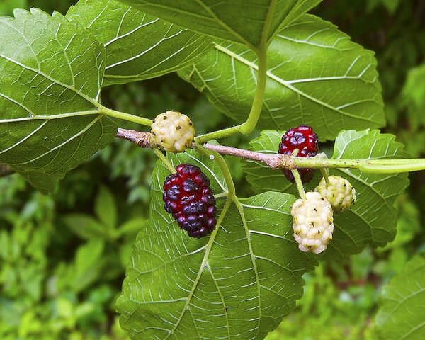 Paper Mulberry