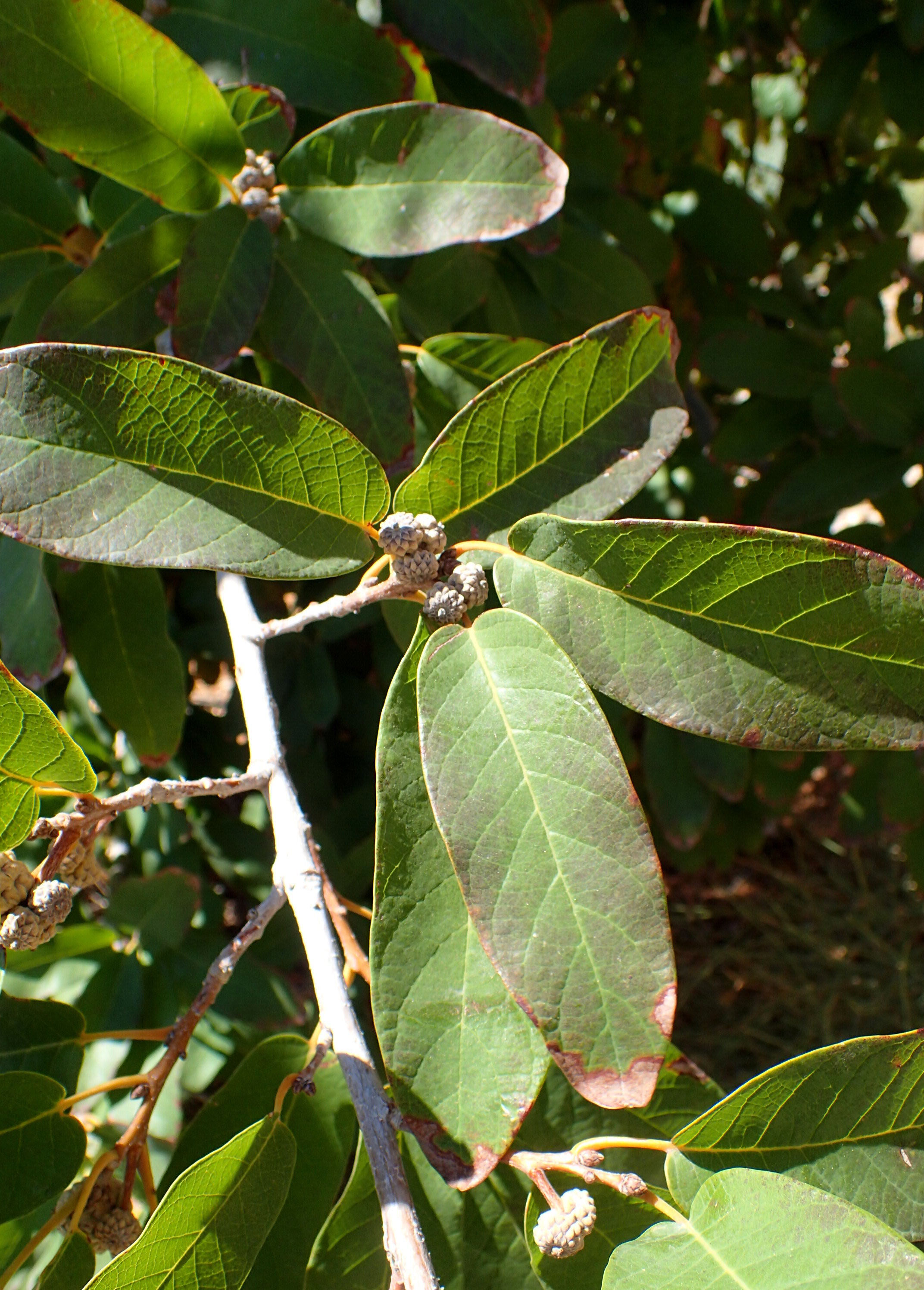 Mexican or Monterrey White Oak
