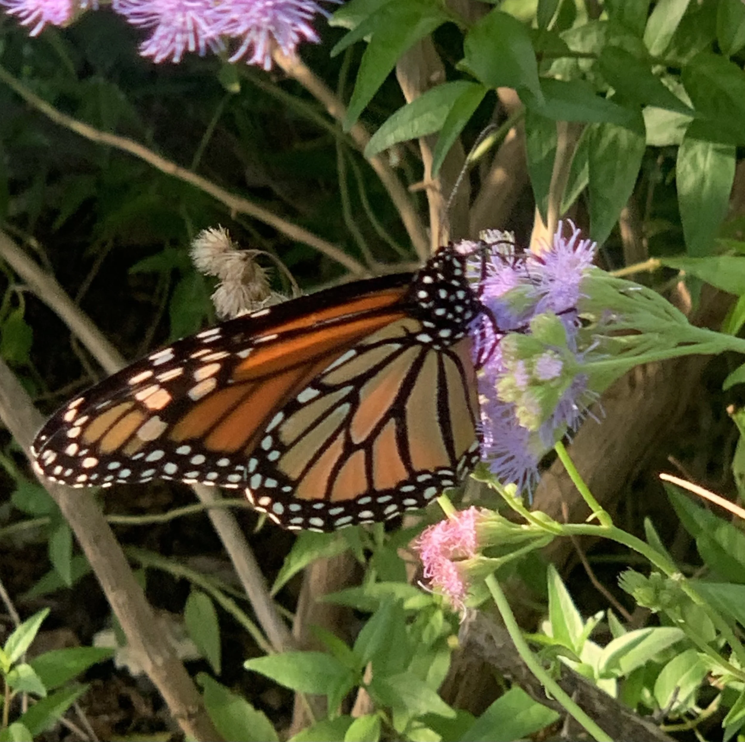 See Who's Fluttering Through Pease Park