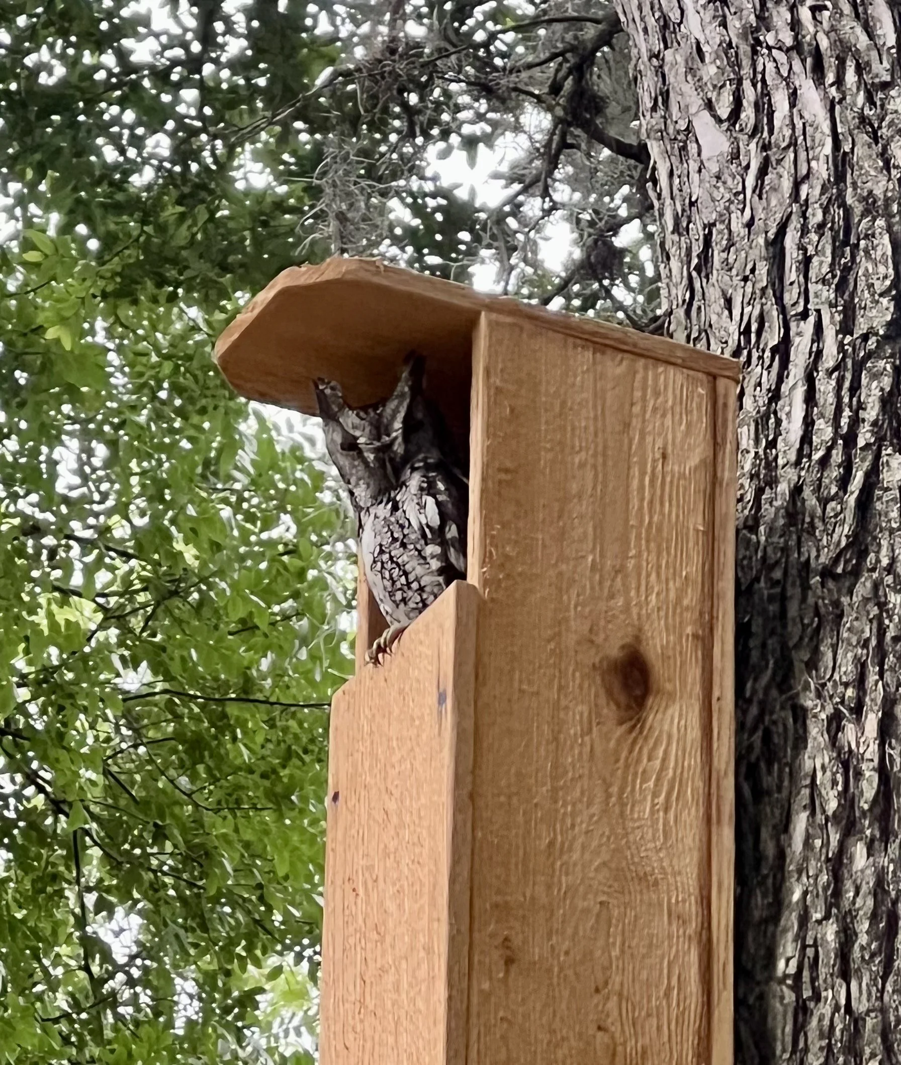 Pease Park's Newest Residents are a real hoot!