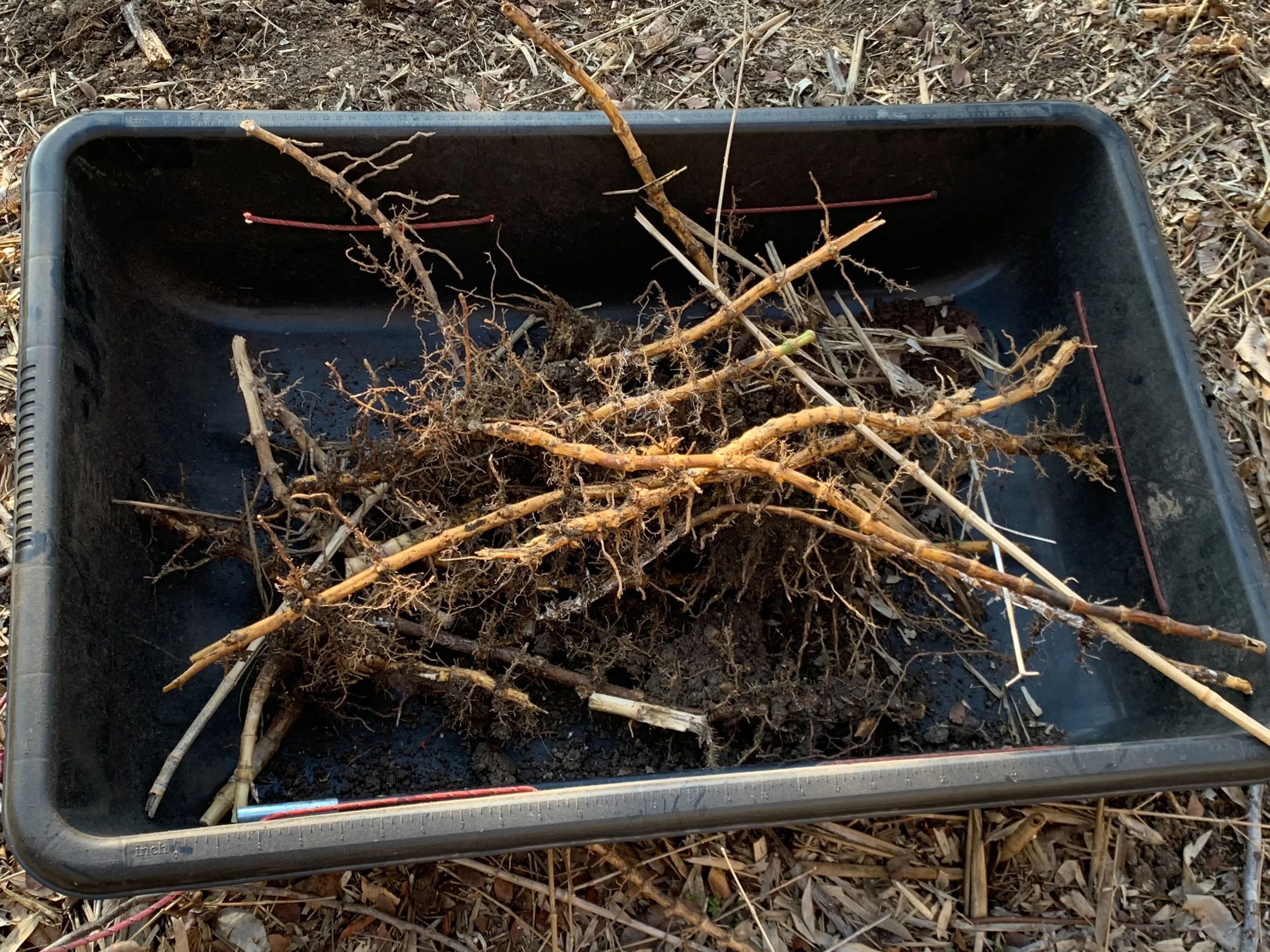 Eliminating Invasive Plants at Pease — Pease Park Conservancy