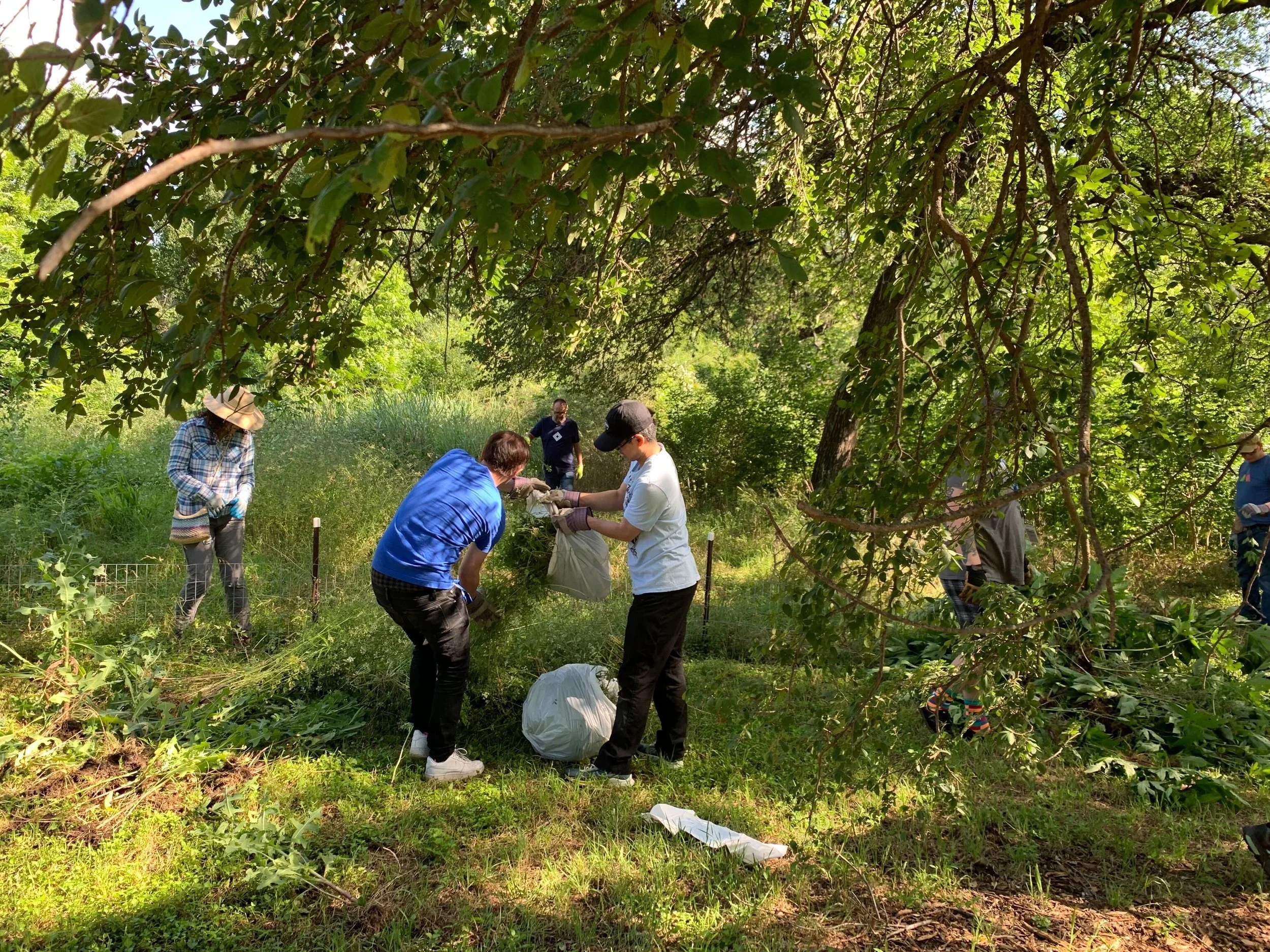 Volunteer — Pease Park Conservancy