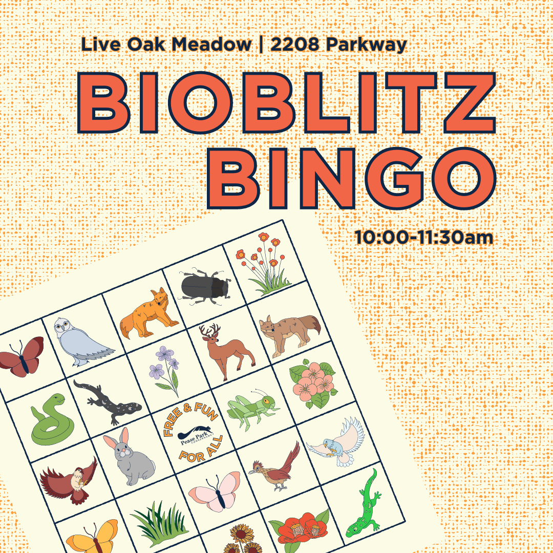 Bioblitz Bingo