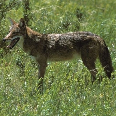 coyote1.jpg