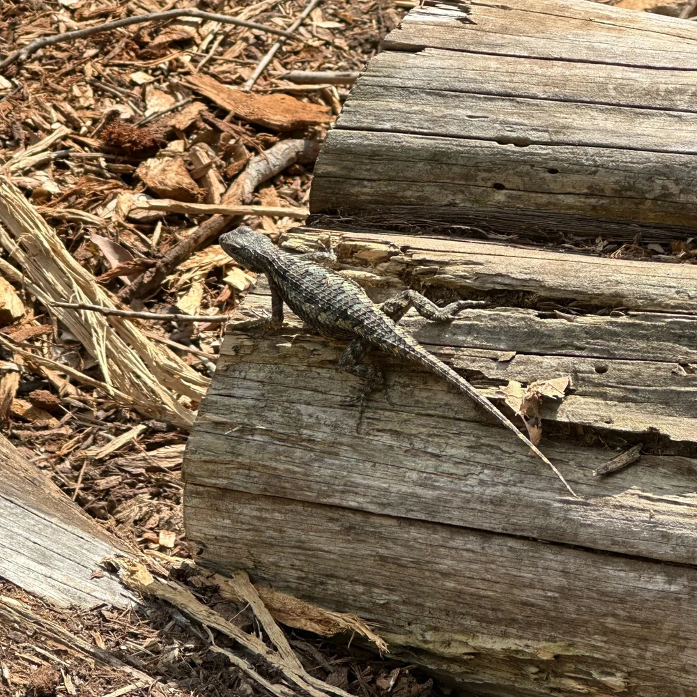 Small Lizards In Central Texas