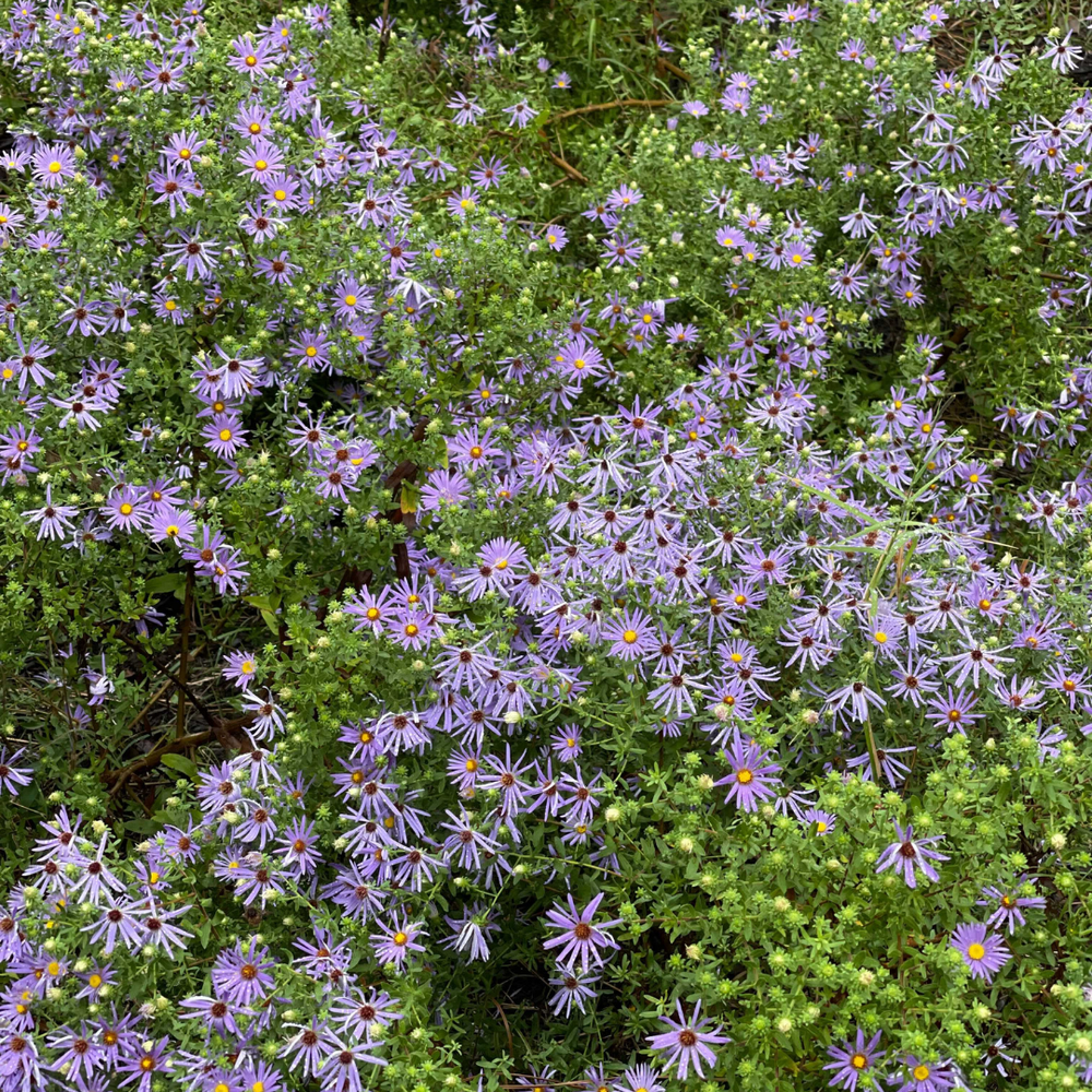 Wildflowers — Pease Park Conservancy, image size:1000x1000