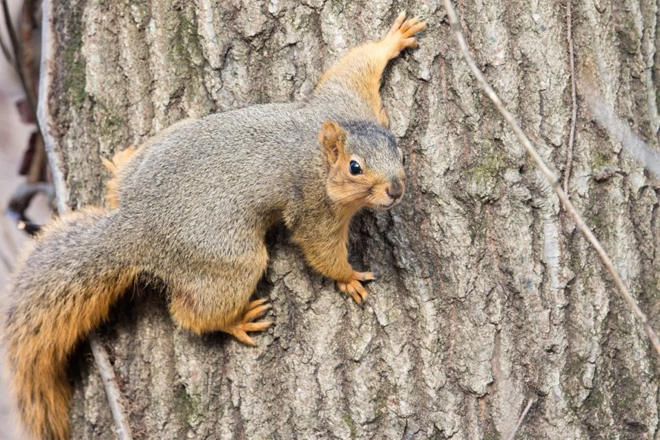 easternfoxsquirrel-HERO.jpeg