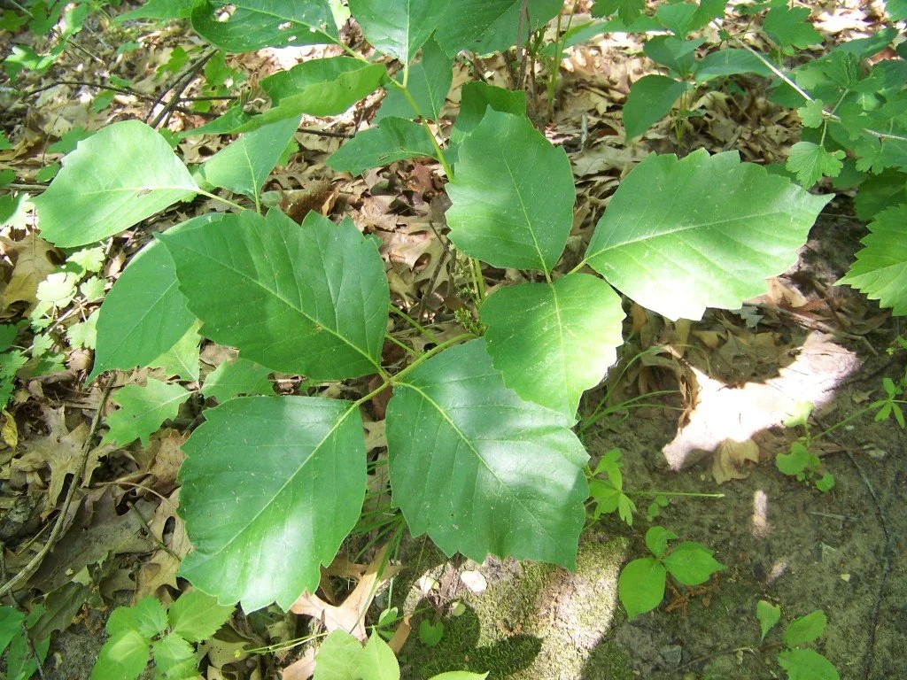 Poison_Ivy_in_Perrot_State_Park.jpeg