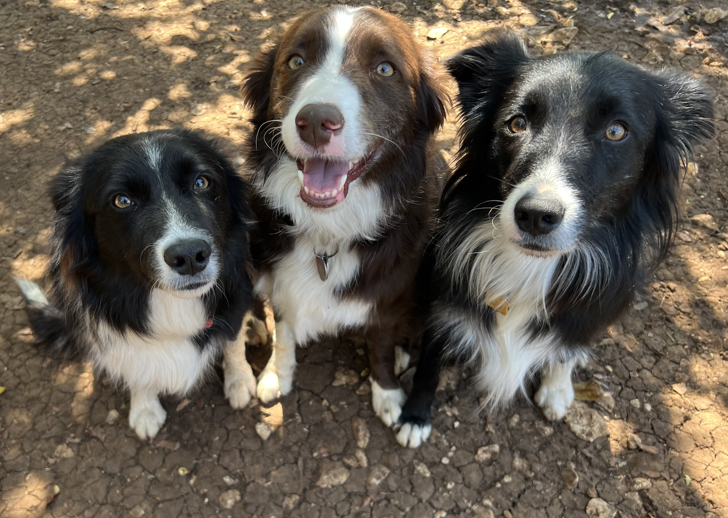 Eva, Stella, & Lu