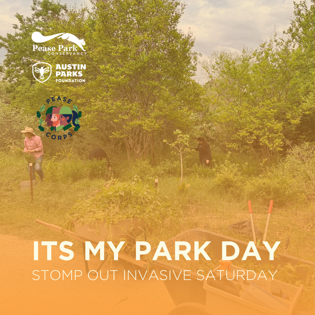 It's My Park Day: Stomp Out Invasive Saturday at Pease Park
