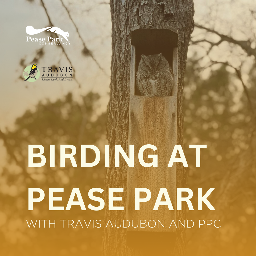 Birding at Pease Park — Pease Park Conservancy