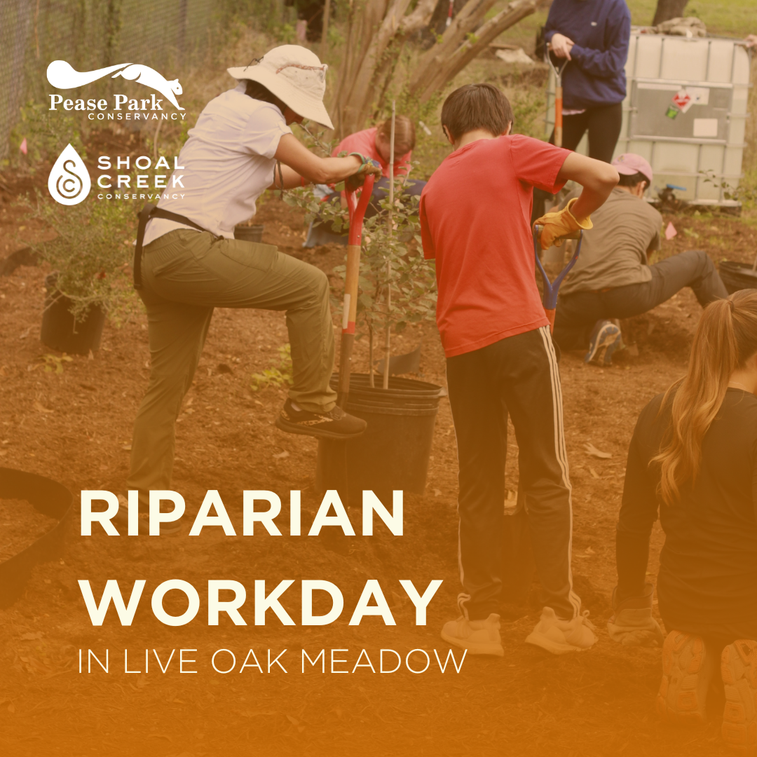 Riparian Workday in Live Oak Meadow