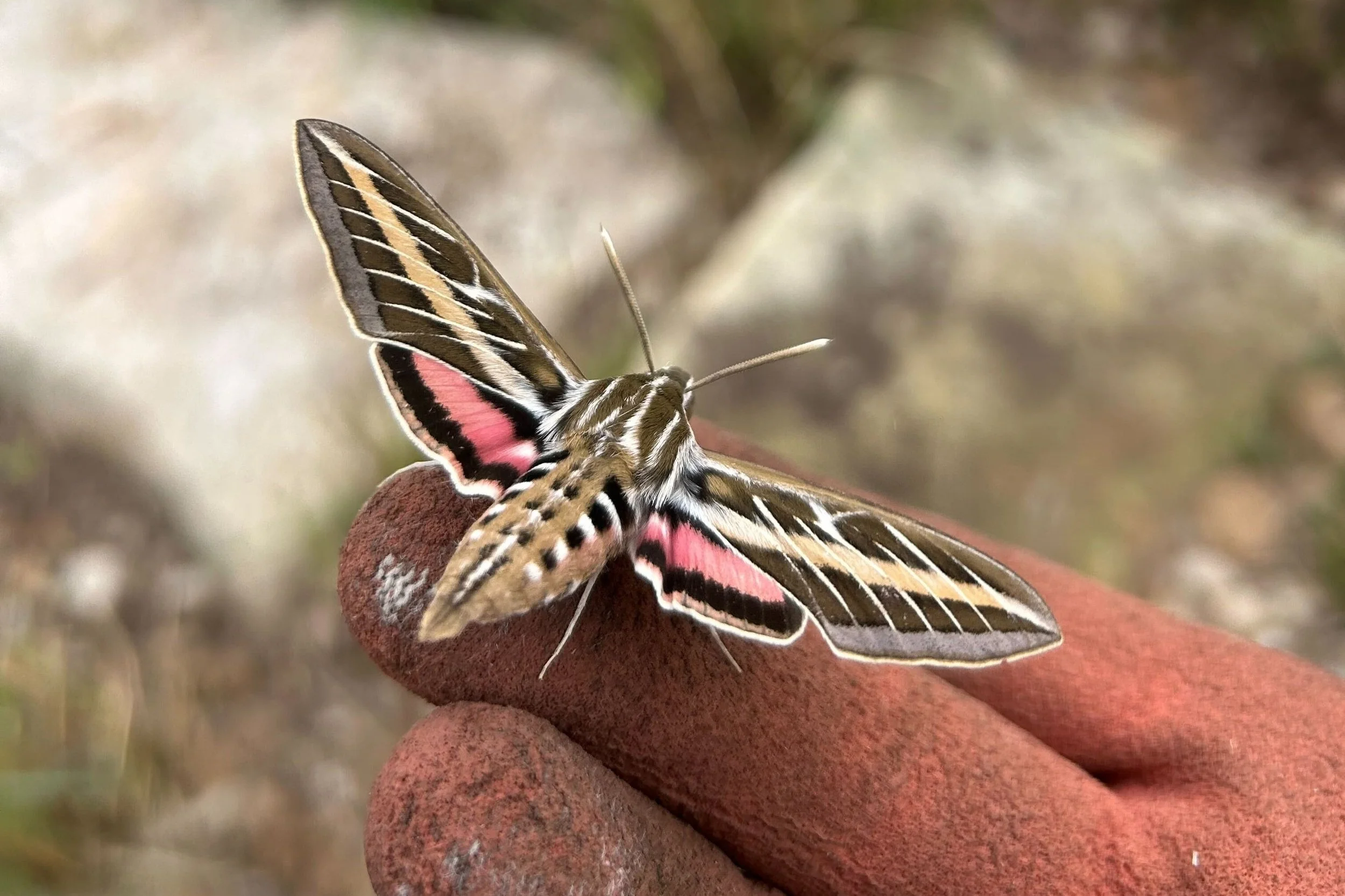 A Beacon of Moth Lights by Dr. Curtis Eckerman