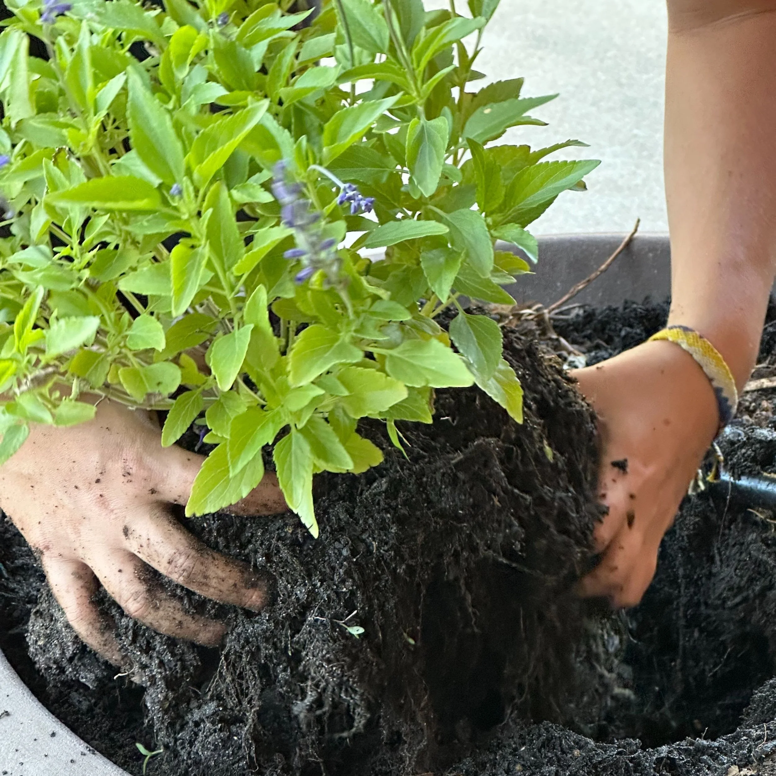 Environmental and Mental Wellness