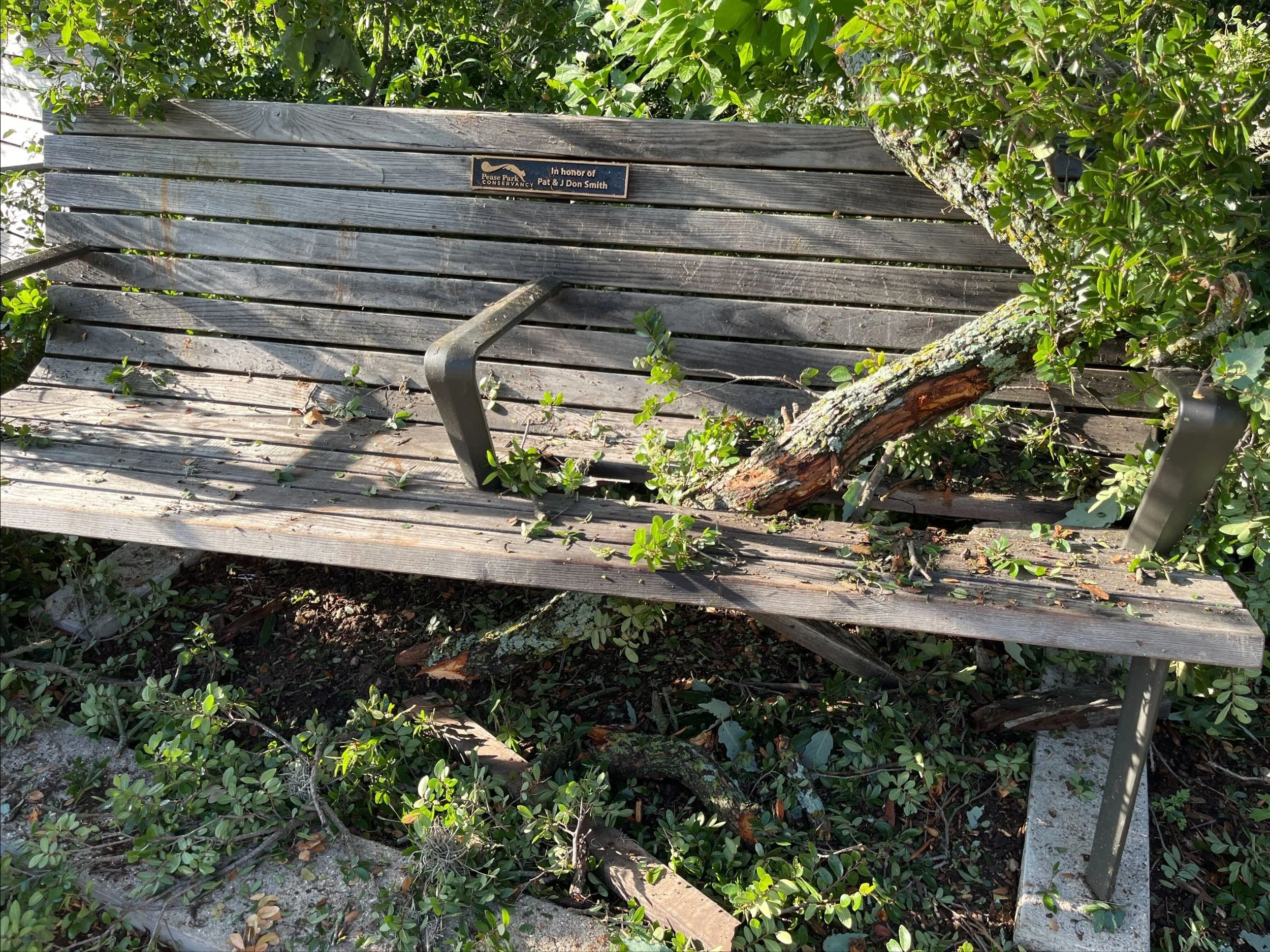 Caring for Trees and Community: Volunteer Newsletter