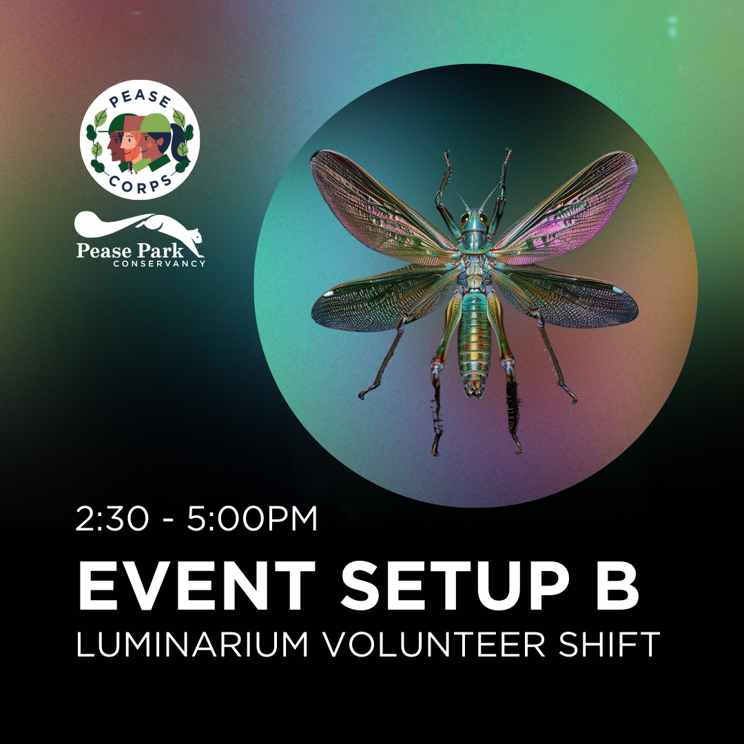 Luminarium Event Set Up B