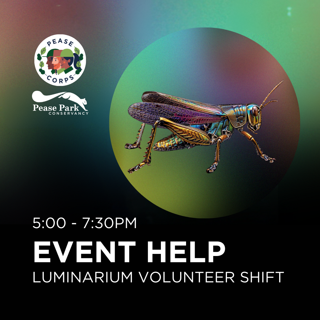 Ayuda para eventos Luminarium