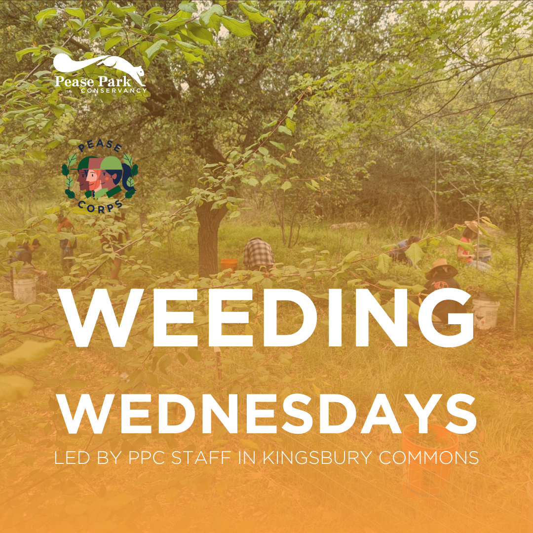 Weeding Wednesday in Kingsbury Commons