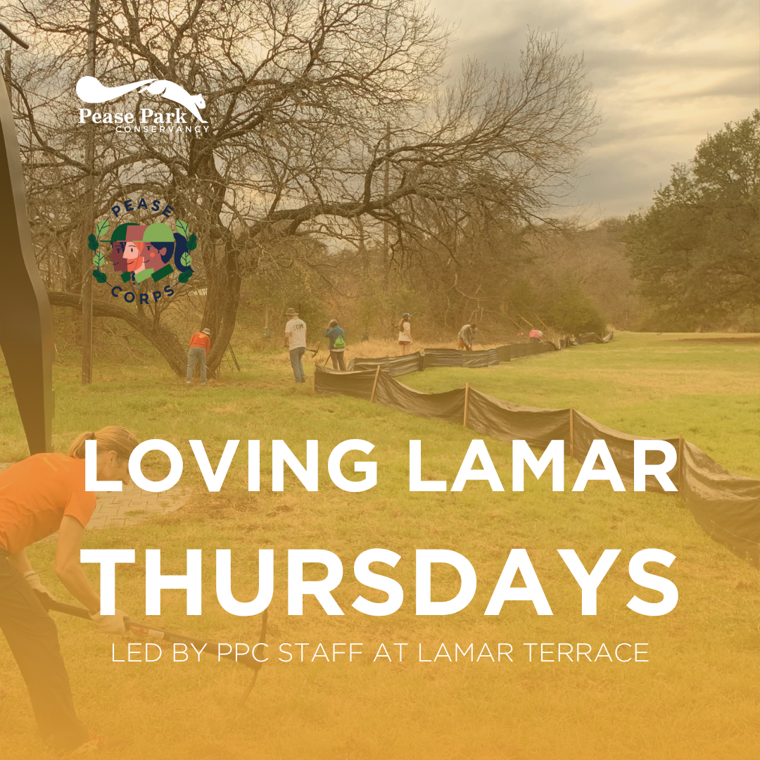 ๐ Loving Lamar Thursdays at Lamar Terrace