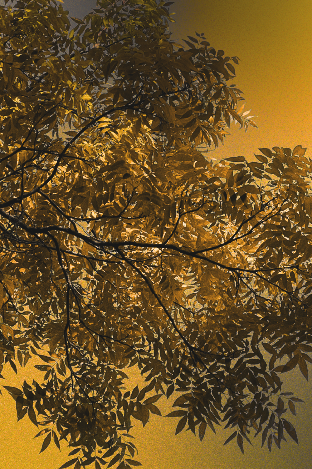 Luminarium: Golden Hour Sneak Peek