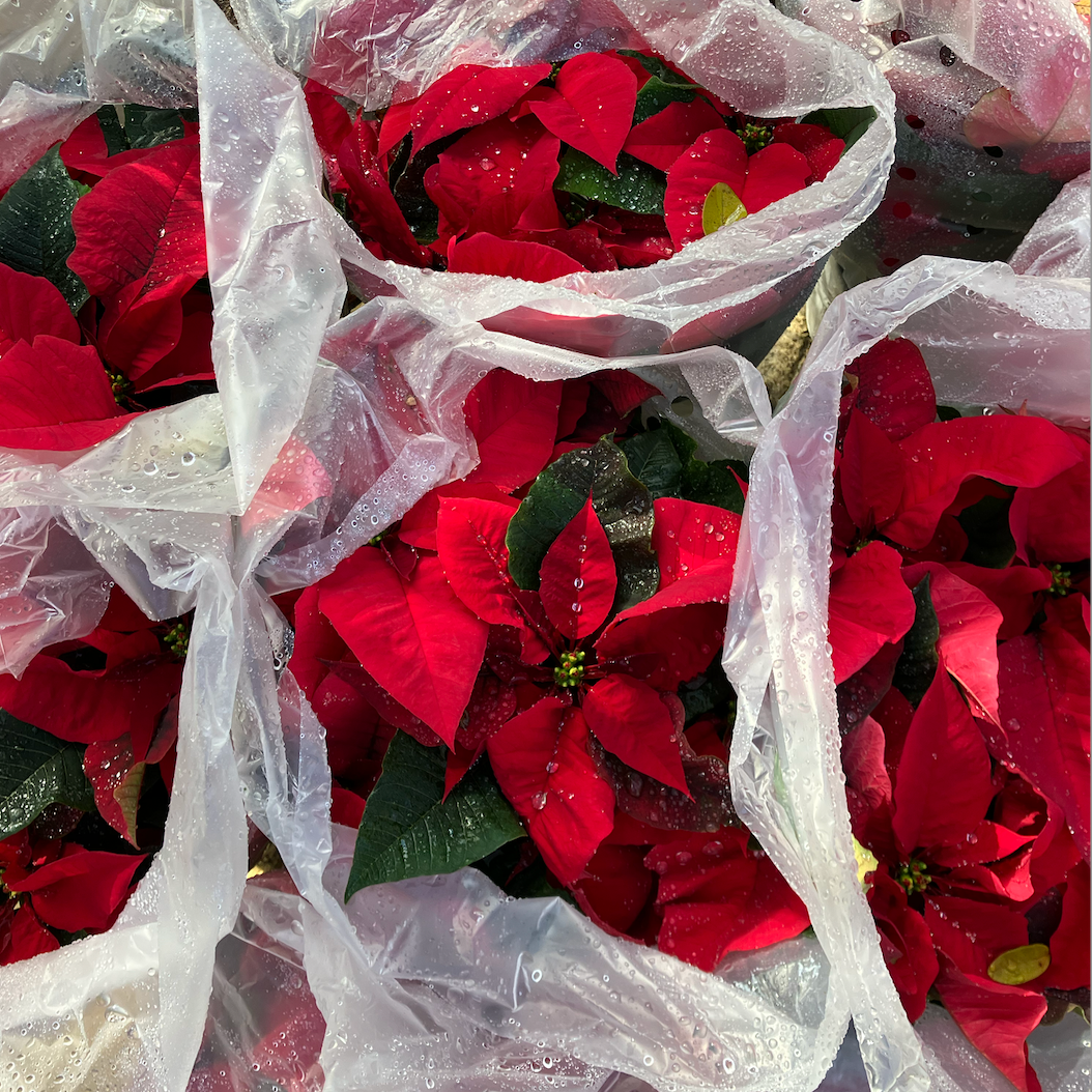 Ways to Help Pease Park Conservancy During this Season of Gratitude &amp; Giving