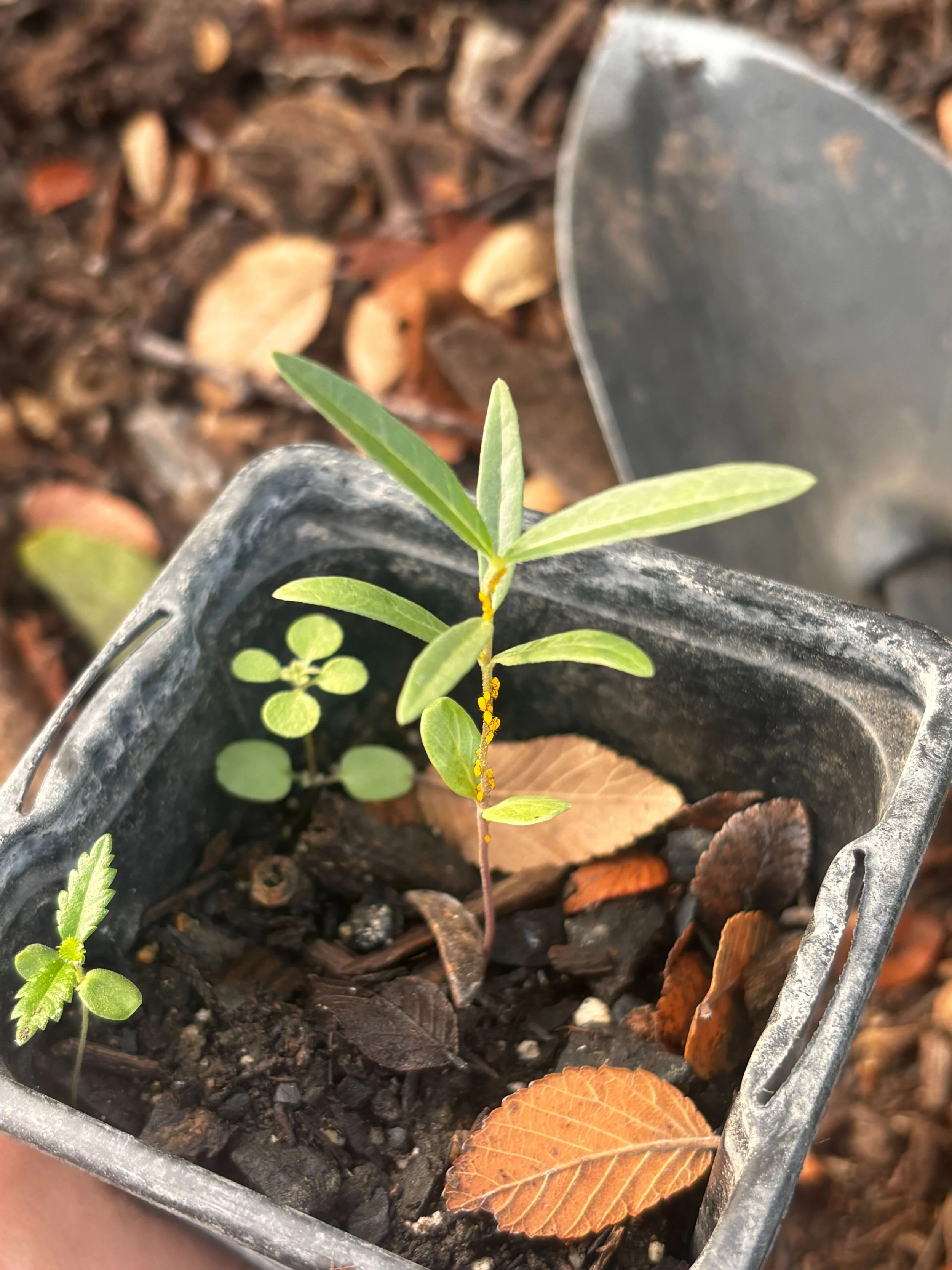 Monarch Eggs on Monarch Waystation Planting.jpg