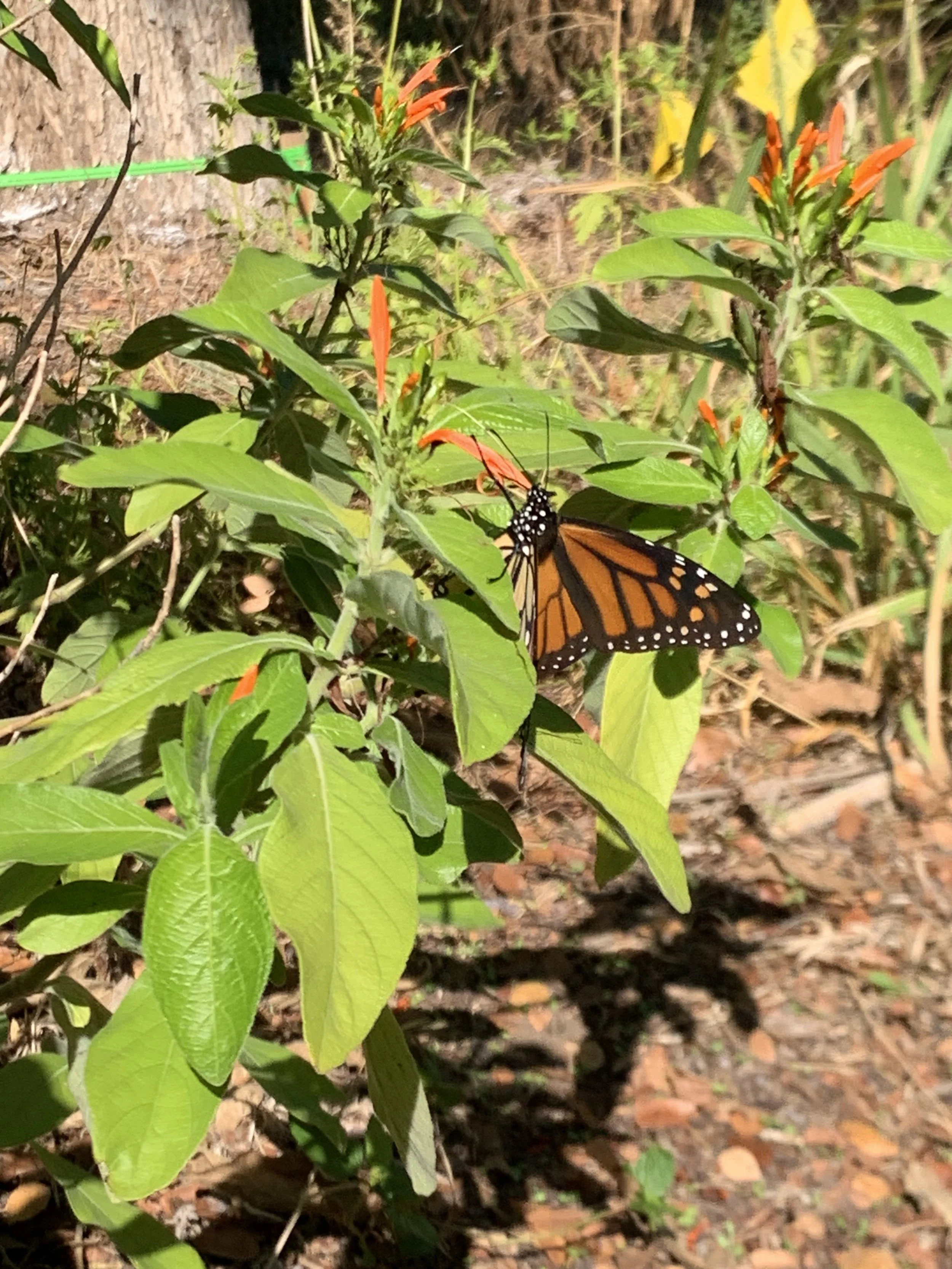 Monarch in the Monarch Waystation.jpg
