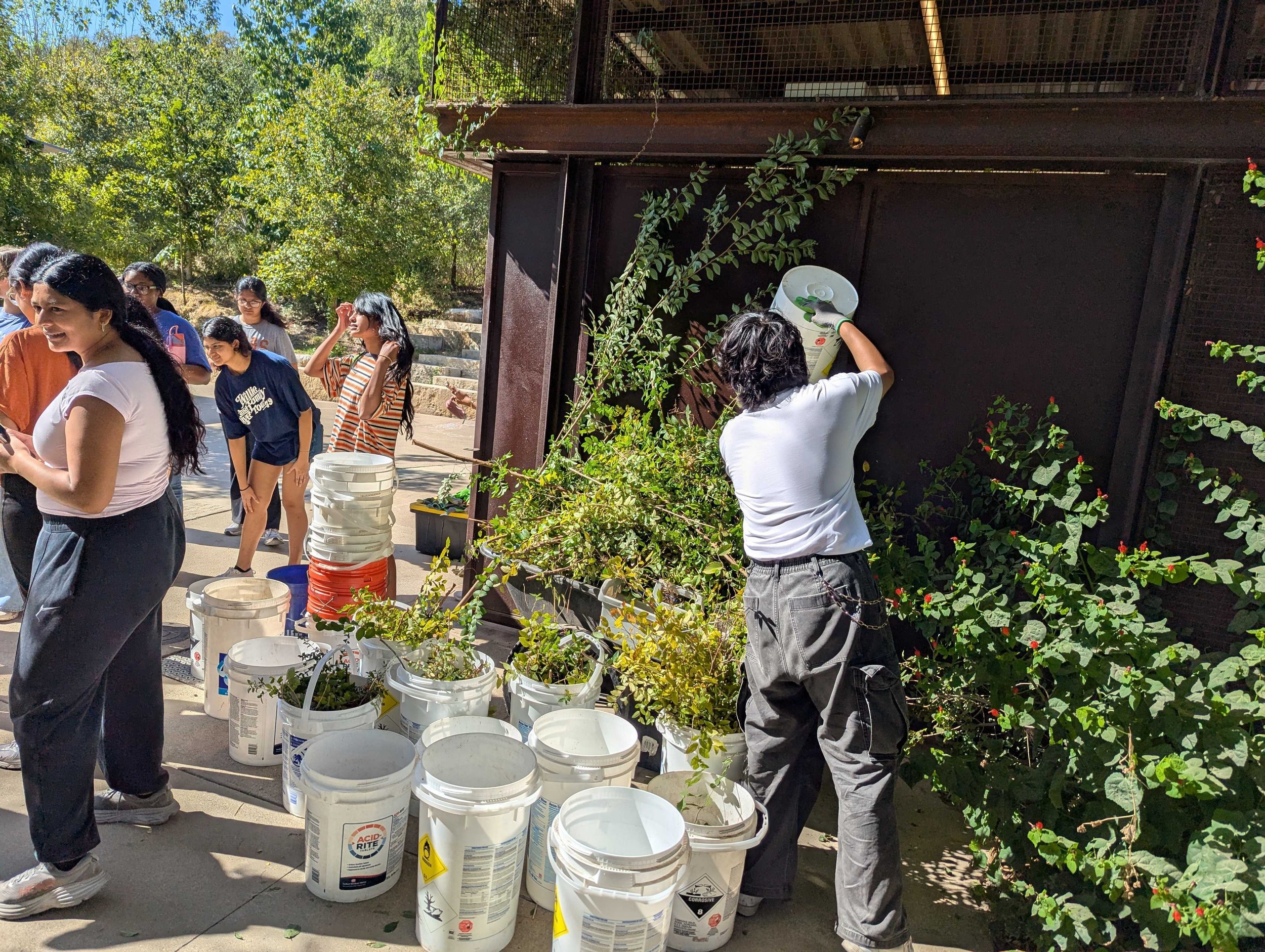 Species Removal in Preparation for Monarch Waystation.jpg