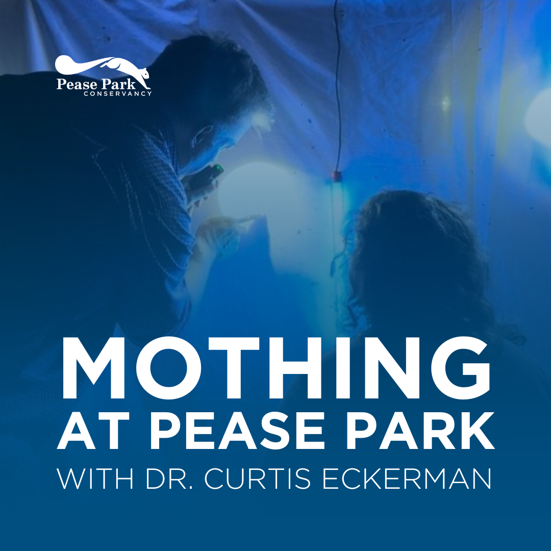 Mothing at Pease Park with Dr. Curtis Eckerman