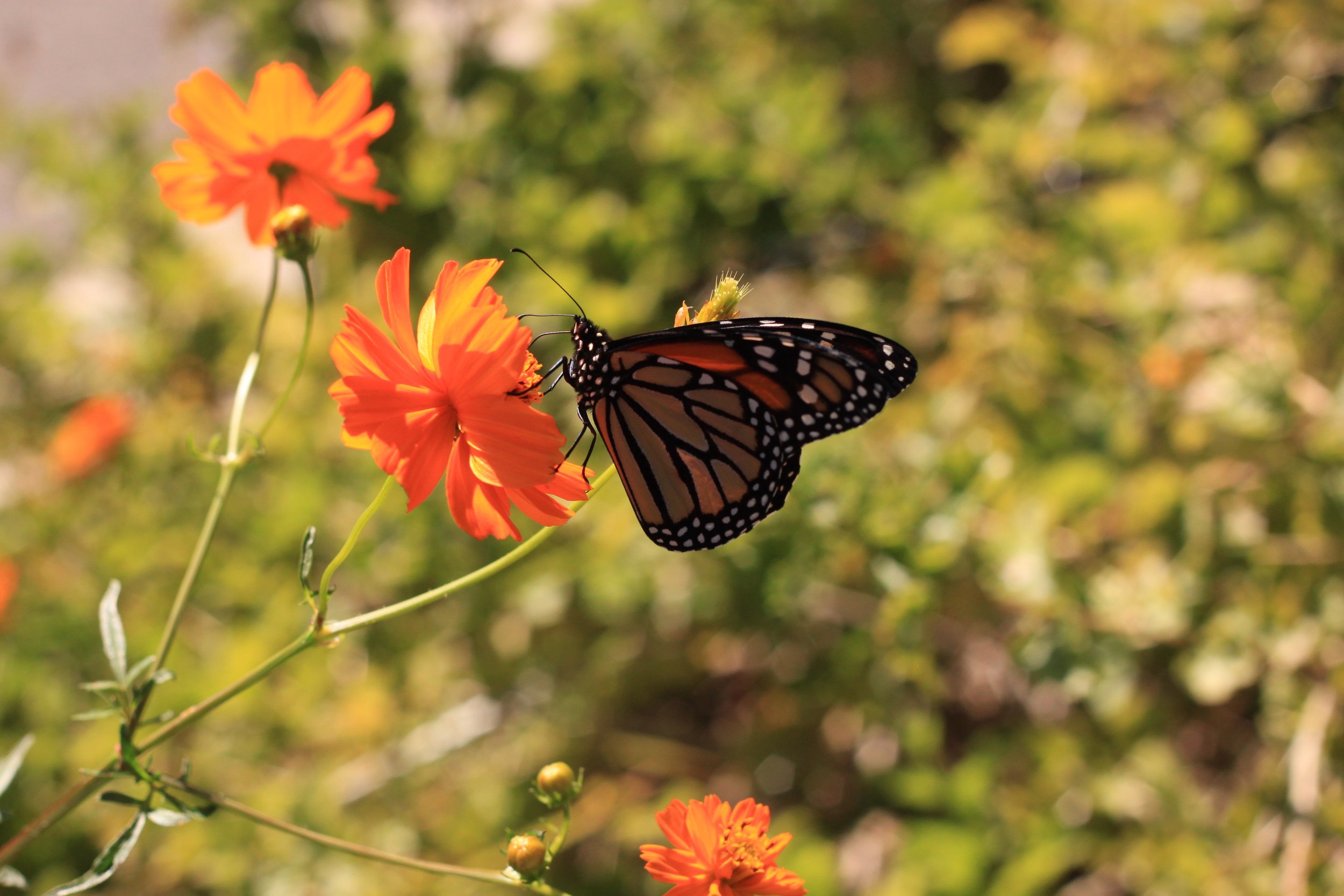 Spring 2026 Program Announcement