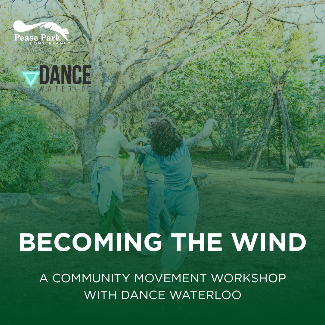 Becoming the Wind: A Community Movement Workshop with Dance Waterloo