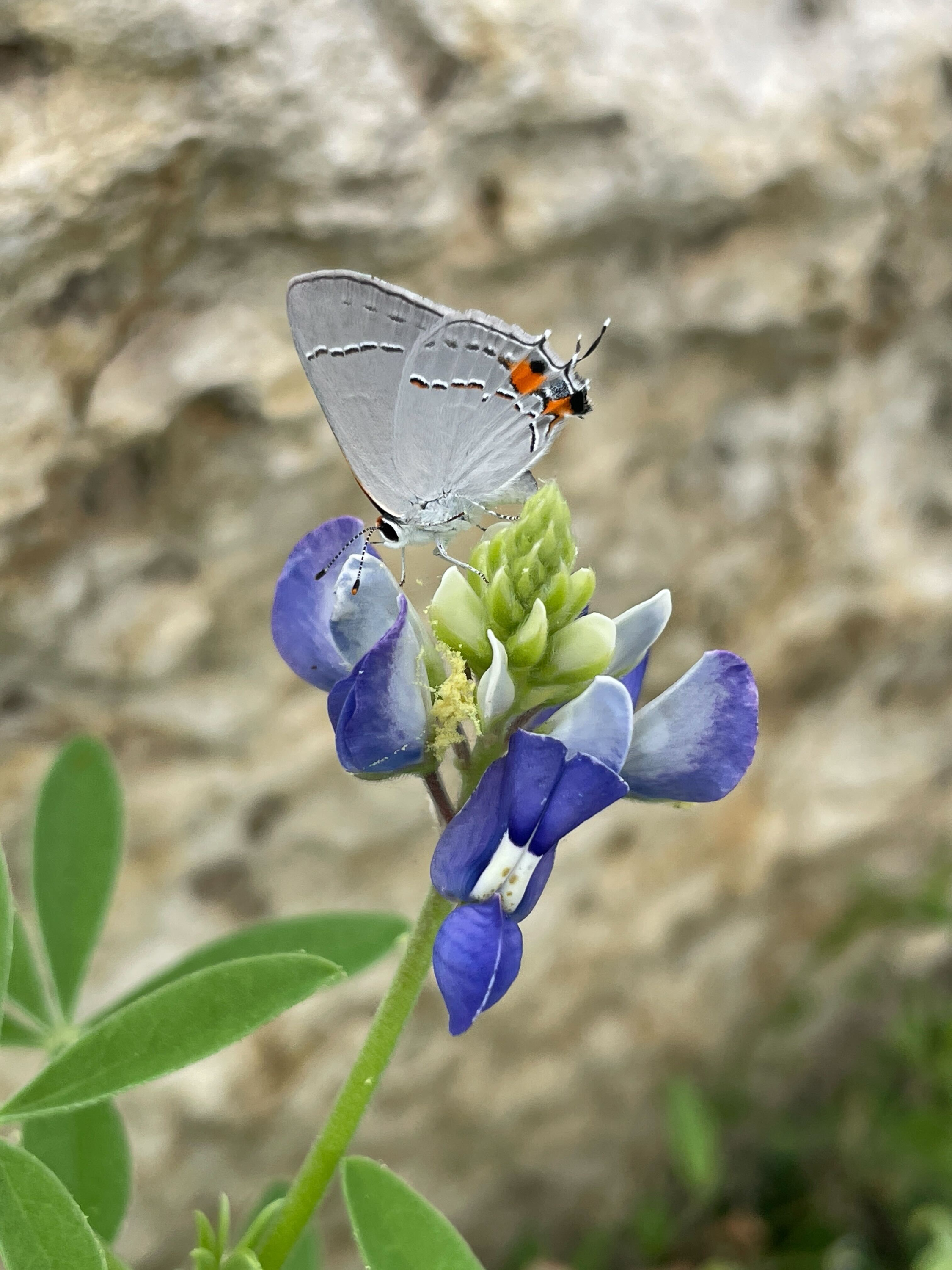 In Appreciation of Insects