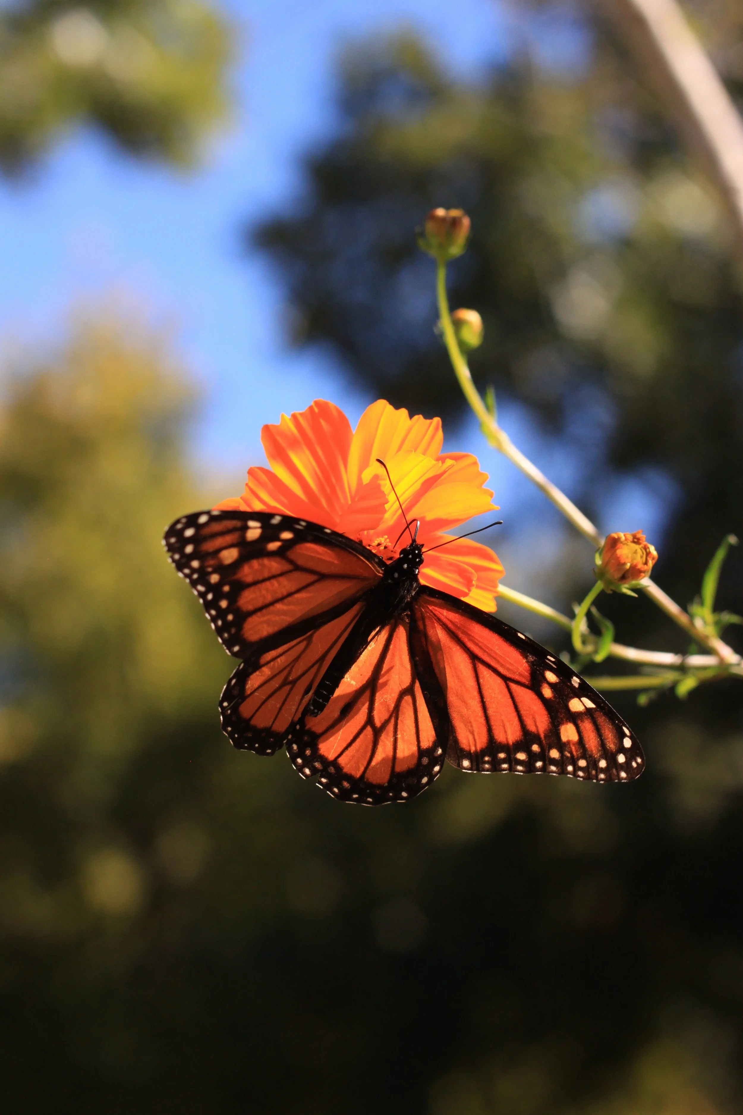 Community in Conservation — Pease Park Conservancy