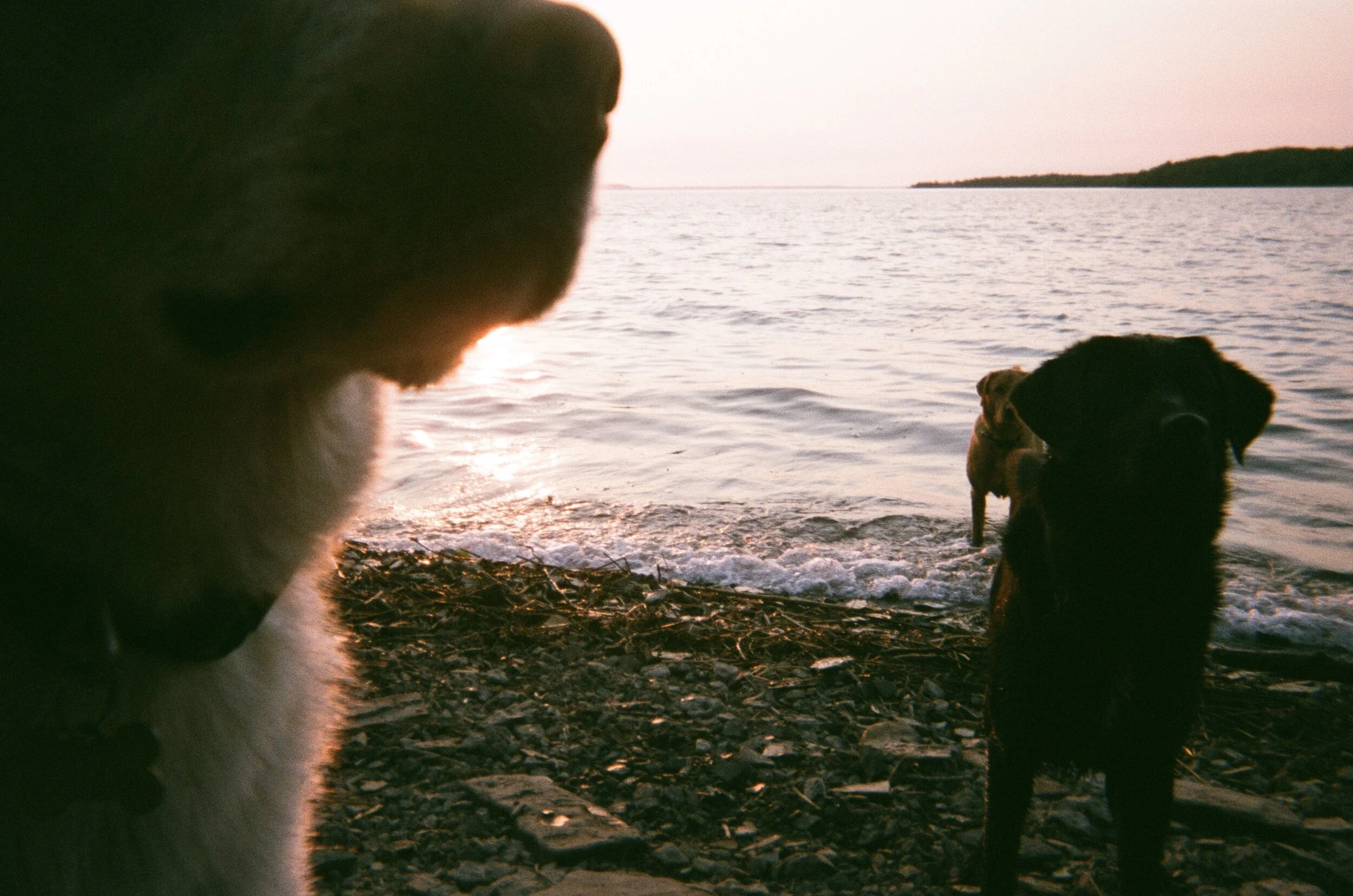 dogs at sunset.jpg