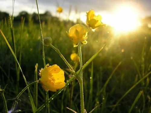 small.yellow.flowerfield.doctor.bob.Morguefile.jpg