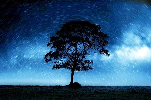 night-sky-with-lonely-tree.sm.blue.GeorgeHodan.PDP.jpg