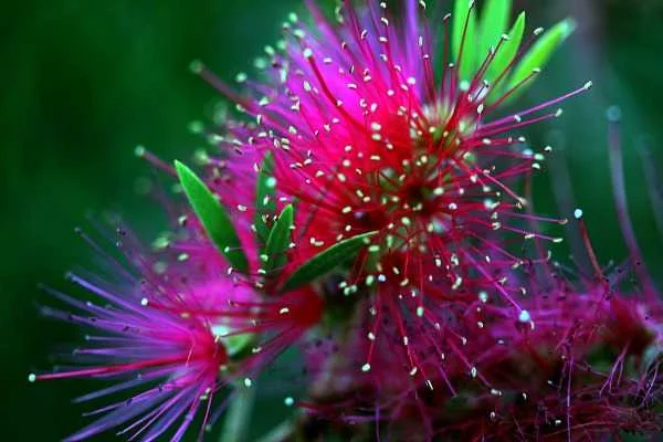small.hotpink.green.flower.mrgfile_4.jpg