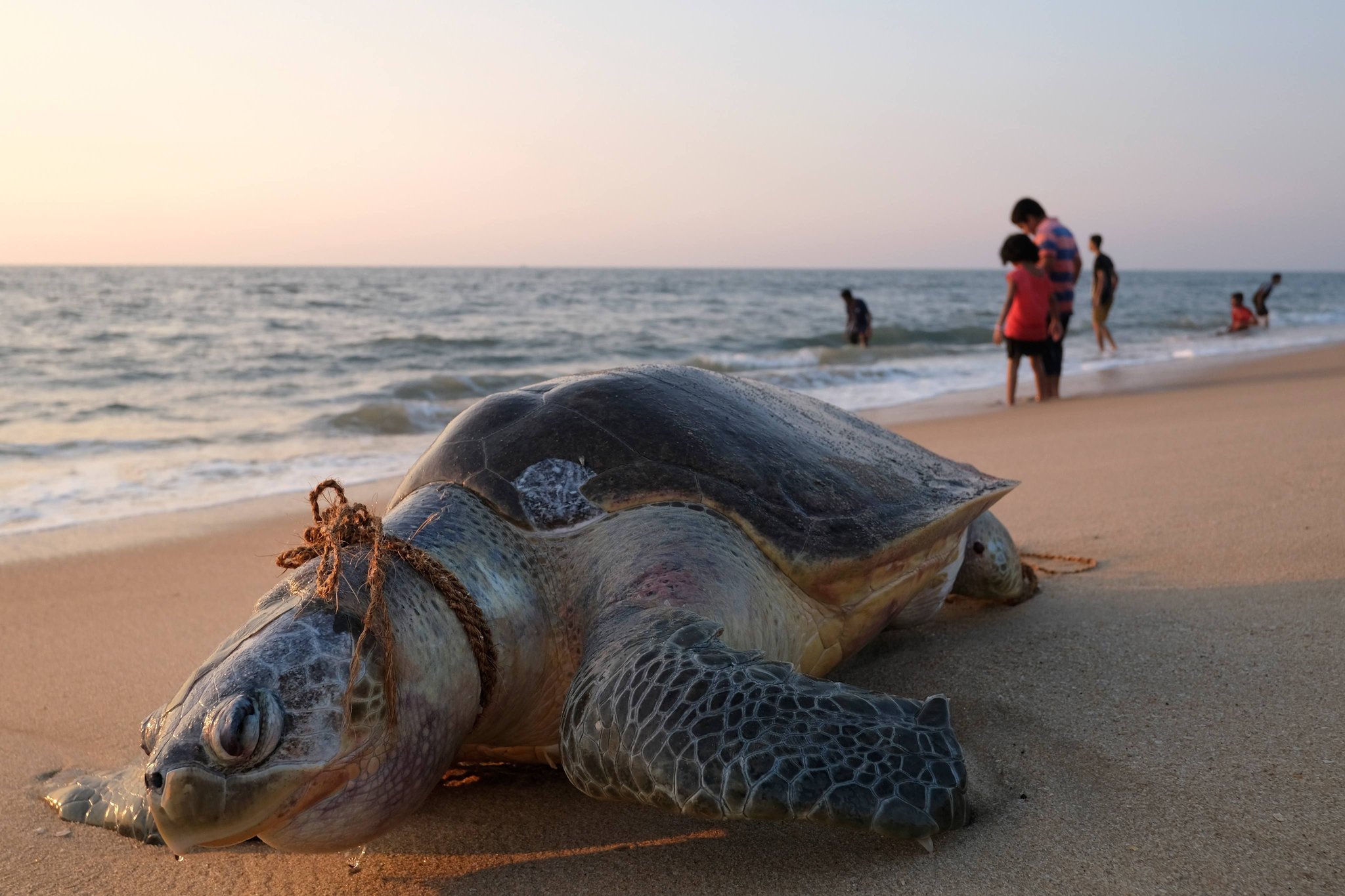 Fishing nets and ropes are a frequent hazard for olive ridley sea turtles, seen on a beach in India’s Kerala state in January. A new 1,500-page report by the United Nations is the most exhaustive look yet at the decline in biodiversity across the globe. Credit Soren Andersson/Agence France-Presse — Getty Images