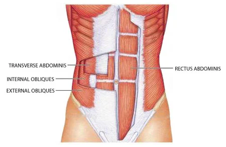 abdominal-muscles-diagram.jpg