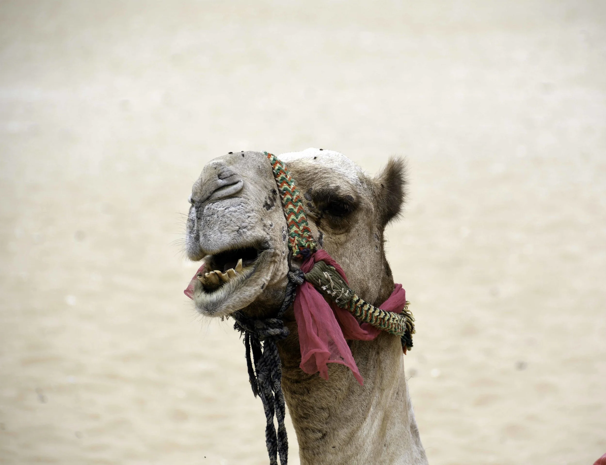 camelmouth-I.jpg