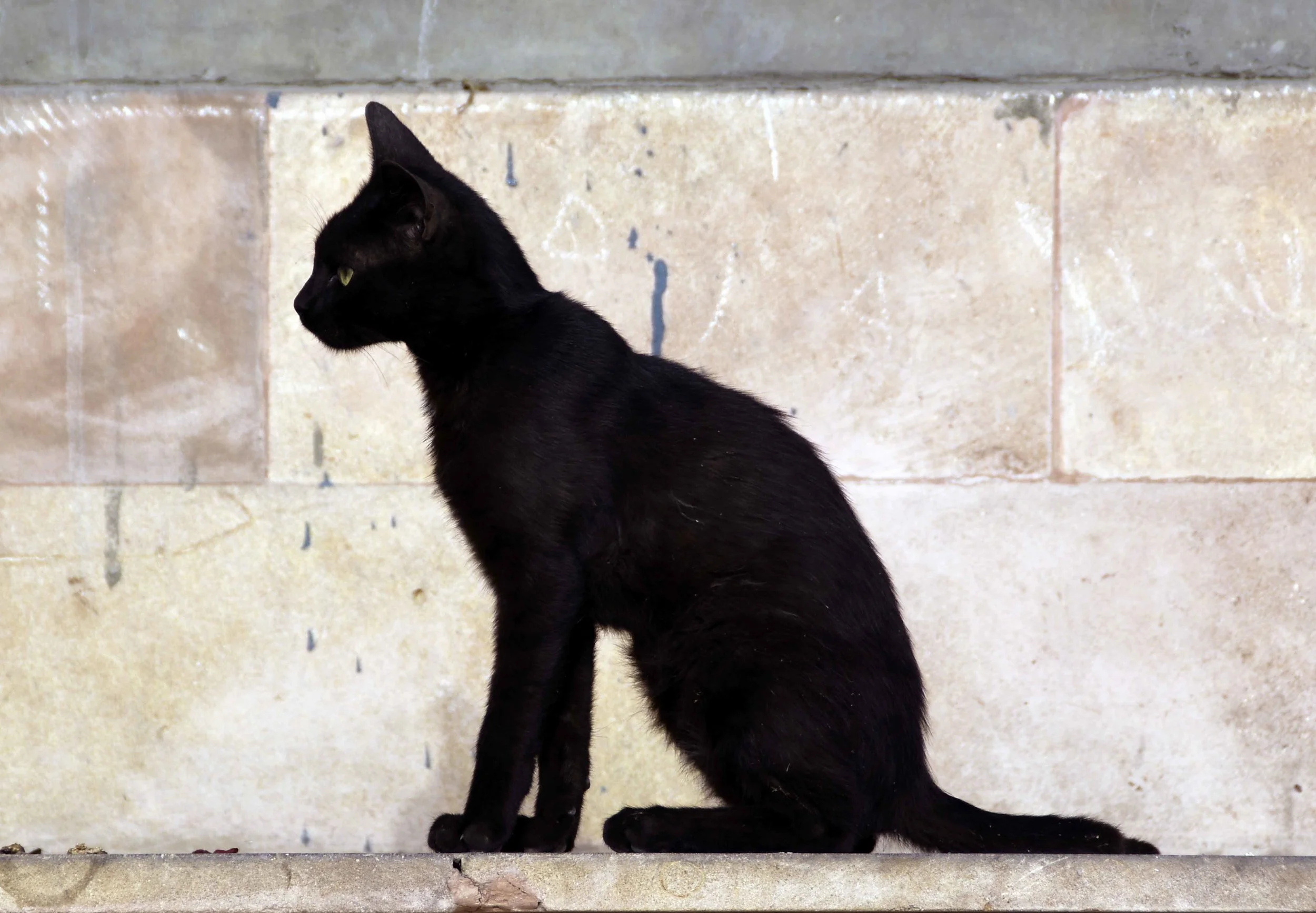 cat_i.jpg