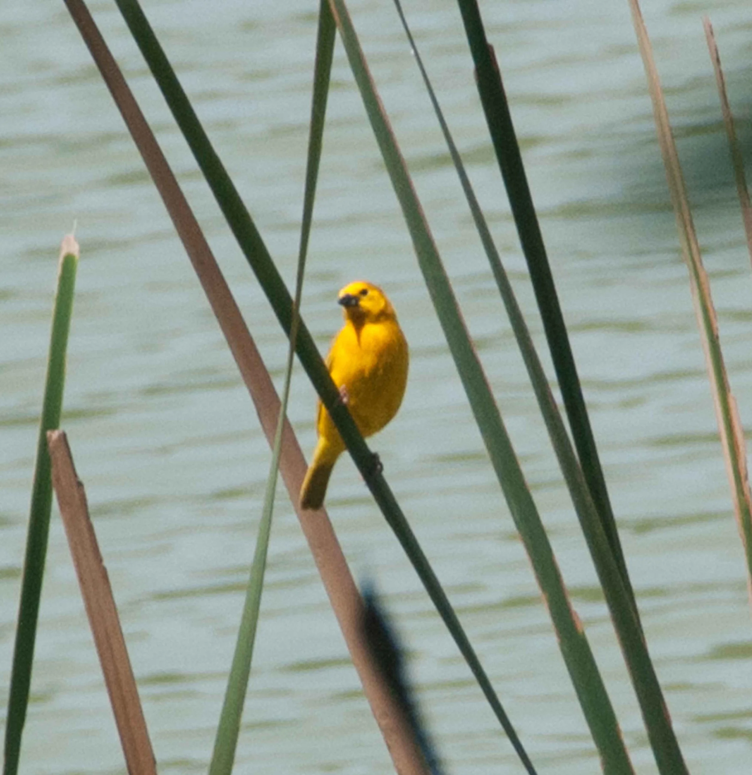DSC_6480.jpg