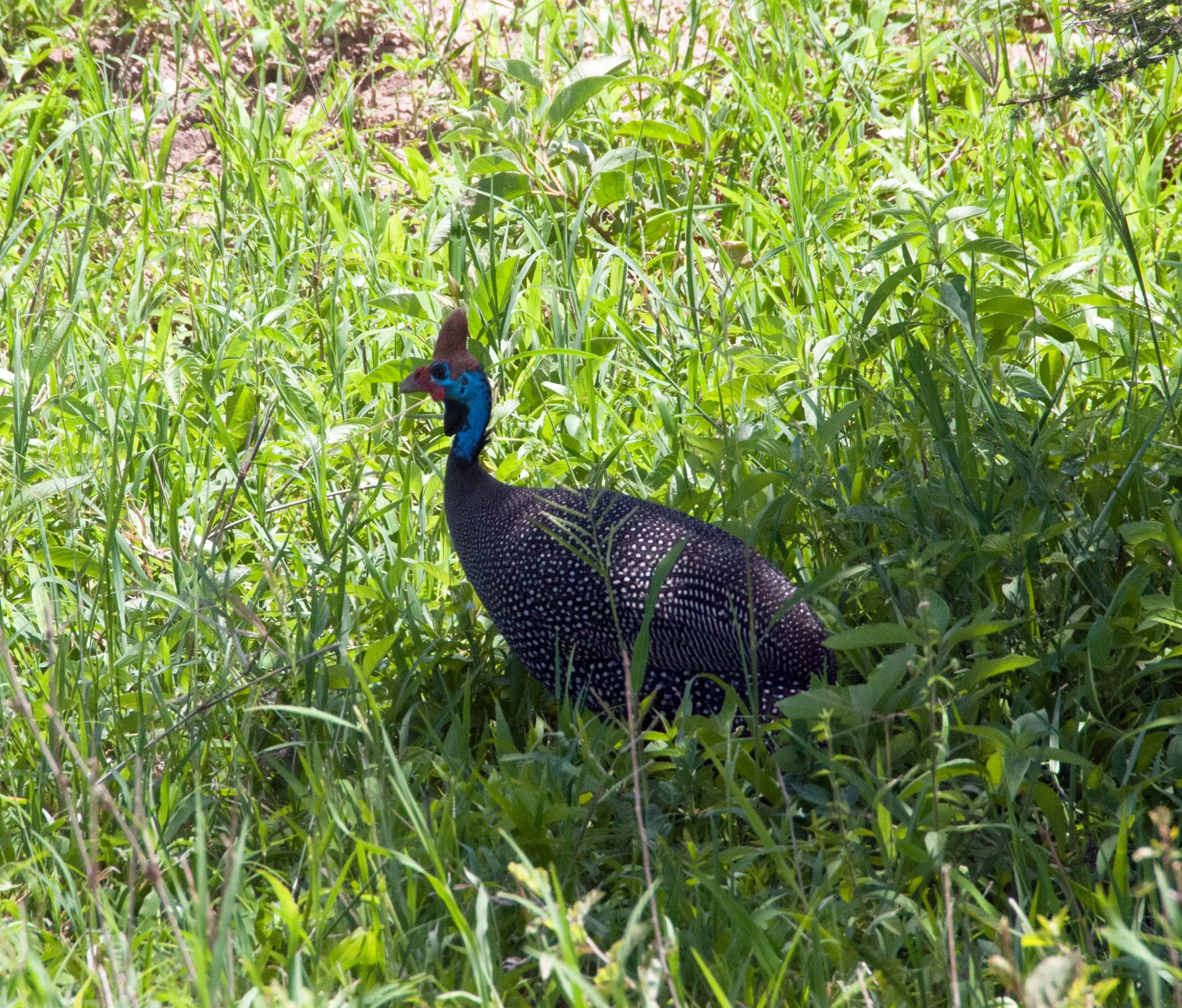 DSC_6619.jpg